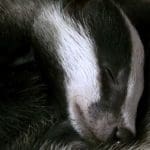 A badger cub sleeping