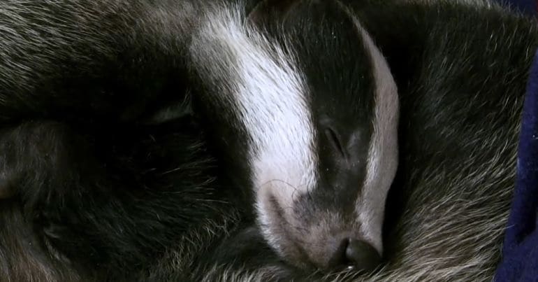 A badger cub sleeping