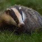 A young badger in the grass