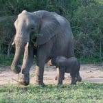 An adult and baby elephant walking together