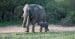 An adult and baby elephant walking together