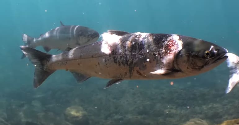 Heat-stressed salmon with lesions in North American river