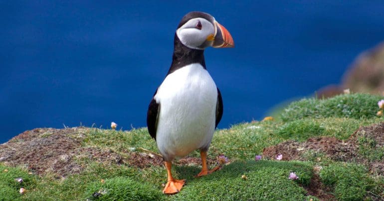 A puffin