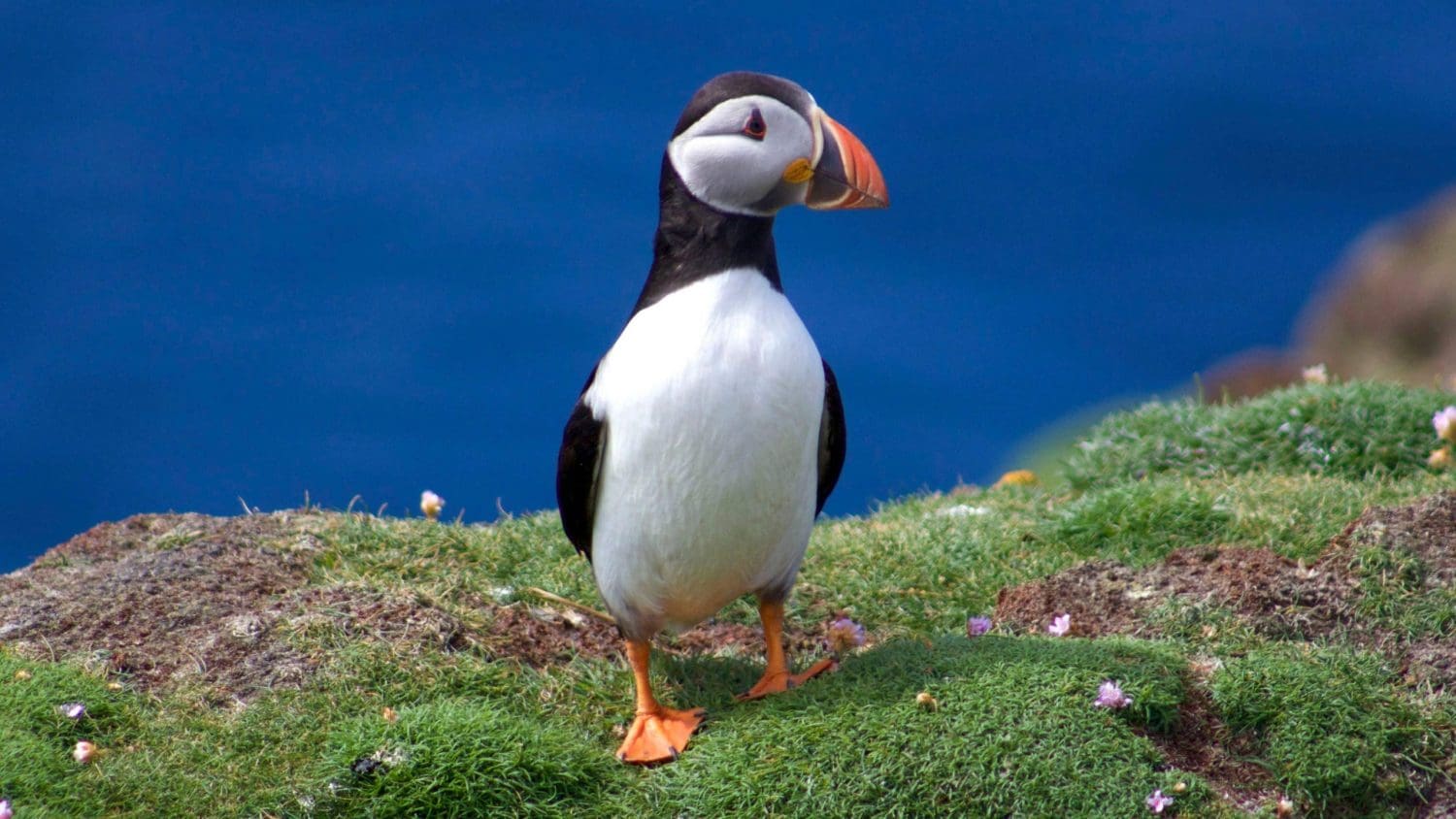 A puffin