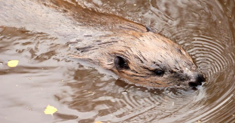 A beaver swimming