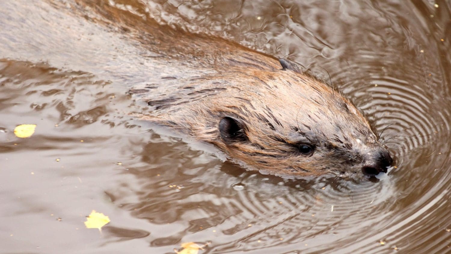 A beaver swimming