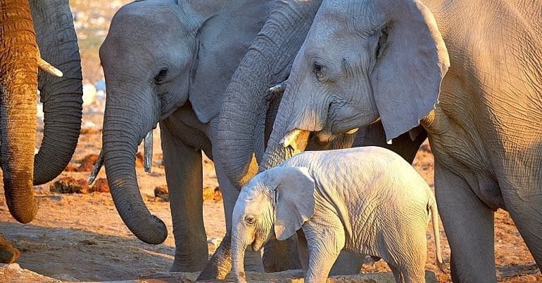A herd of elephants huddled together in Namibia
