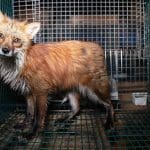 A fox in a fur farm