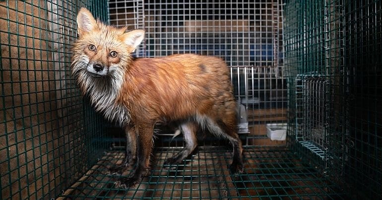 A fox in a fur farm