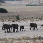 A small herd of elephants walking in a desert landscape