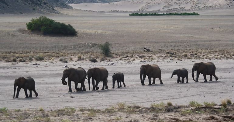 A small herd of elephants walking in a desert landscape