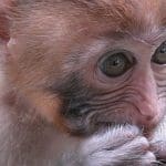A macaque monkey