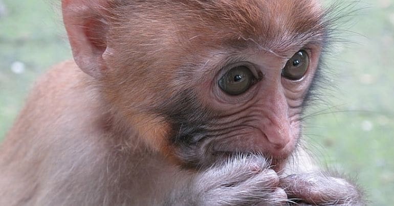 A macaque monkey