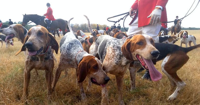 Fox hunting