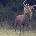 stag hunting