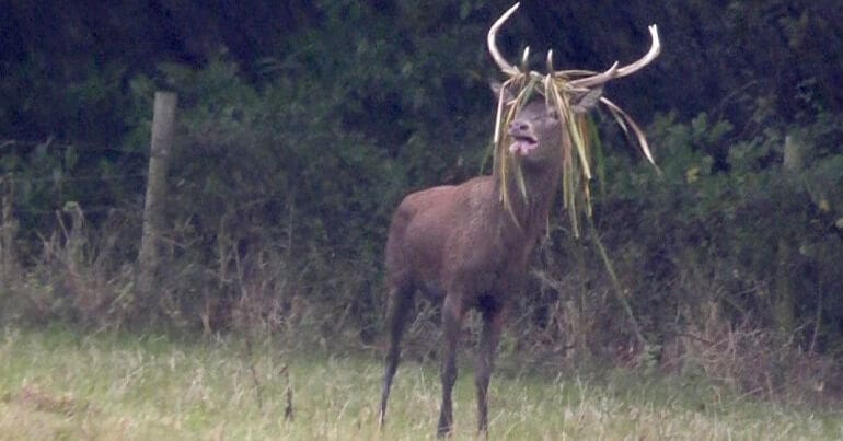 stag hunting