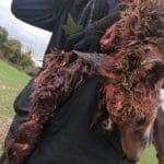 fox hunting