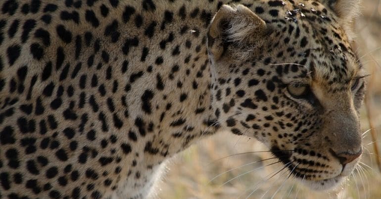 Leopard