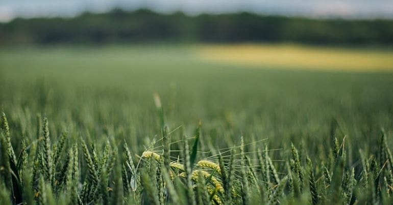 Wheat growing in a field