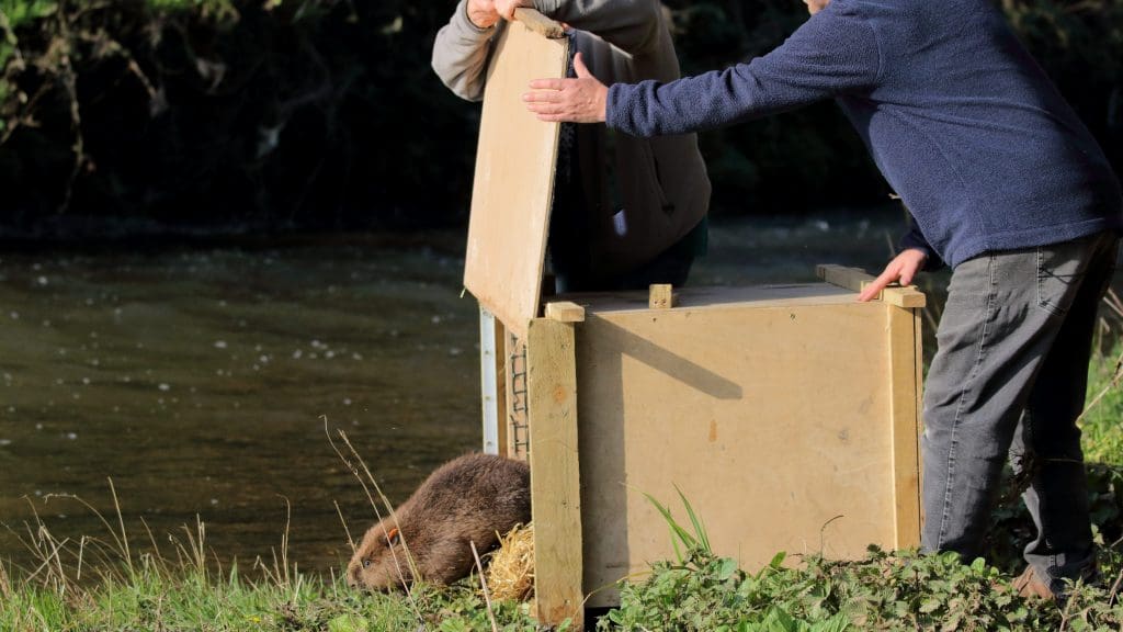 A beaver being released