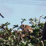 Two sparrows and a starling perching on top of a hedge