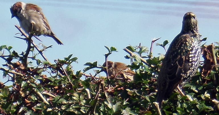 Two sparrows and a starling perching on top of a hedge