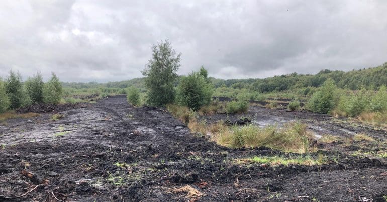 Peatland
