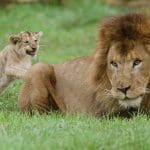 A lion and cub