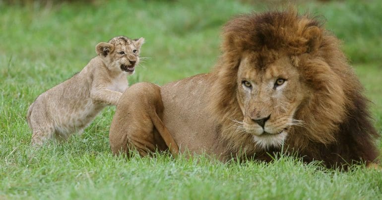 A lion and cub