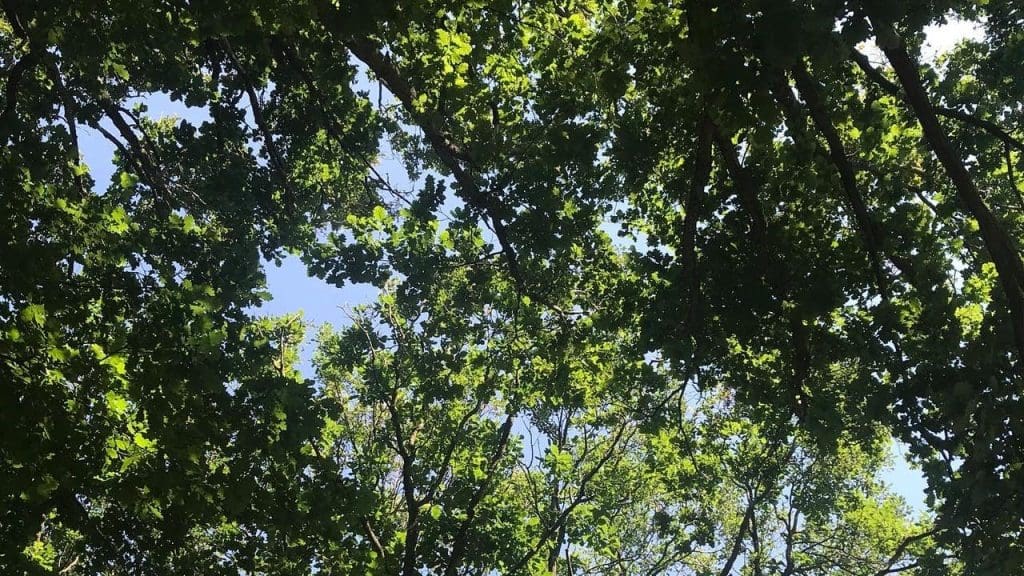A view of trees as seen from the ground looking up