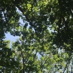 A view of trees as seen from the ground looking up