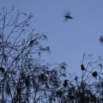 Birds perch on treetops at dusk in Australia