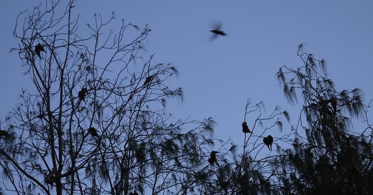 Birds perch on treetops at dusk in Australia