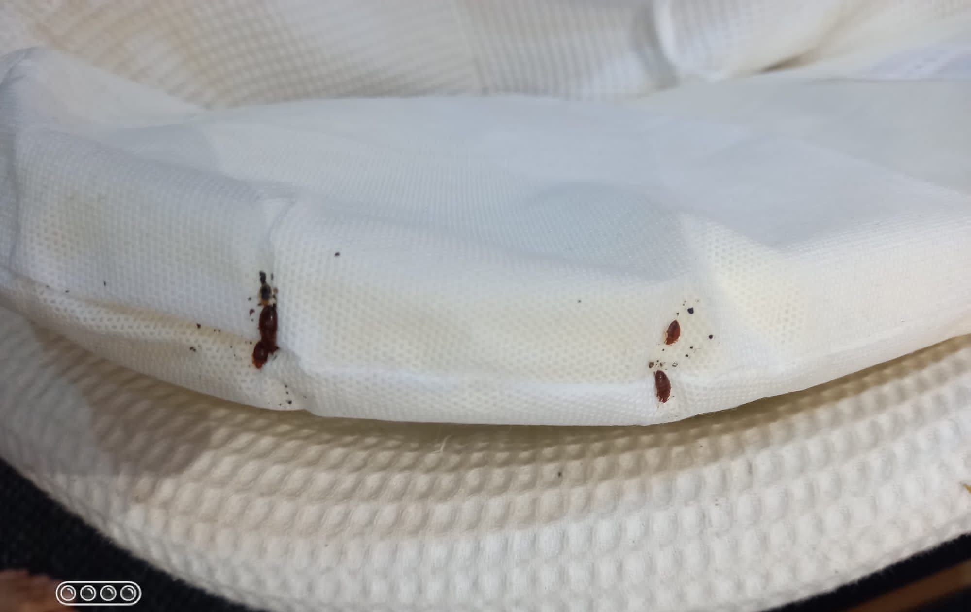 Dead insects in a child's cot 