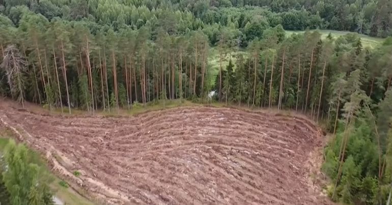 A clearing in a forested area where trees have been cut down