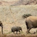 Three elephants, including a calf, walk in a line through Namibia's desert region