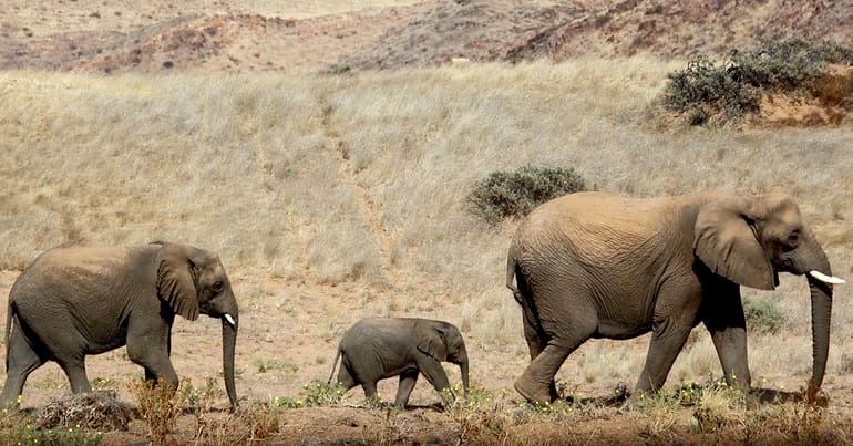 Three elephants, including a calf, walk in a line through Namibia's desert region