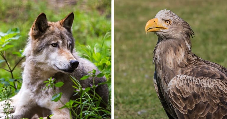 A wolf and an eagle