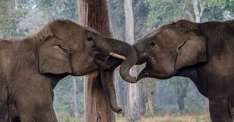 Two elephants locking trunks