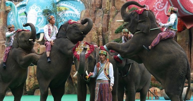 Asian elephants performing in a Chinese zoo