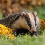 A badger nestled among yellow flowers and grass