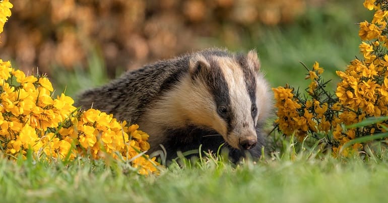 A badger nestled among yellow flowers and grass