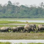 A group of Asian elephants travelling a water-logged wild landscape