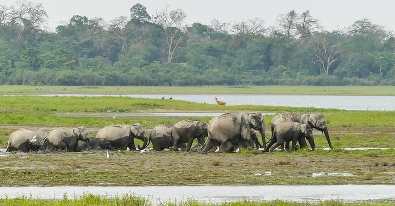 A group of Asian elephants travelling a water-logged wild landscape