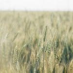 Ukraine wheatfields