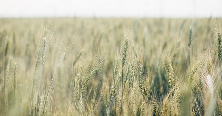 Ukraine wheatfields