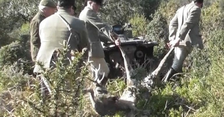 Quantock Staghound hunt members carry a dead stag towards a vehicle