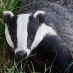 A badger in grass