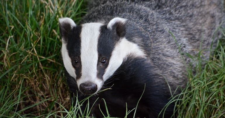 A badger in grass