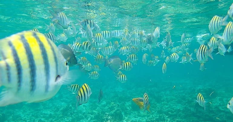 A shoal of fish in the ocean